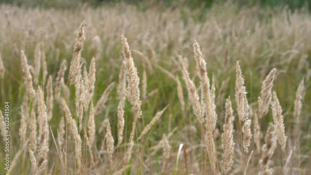 ears of grass swaying in wind on summer meadow ears of grass swaying in wind on summer meadow