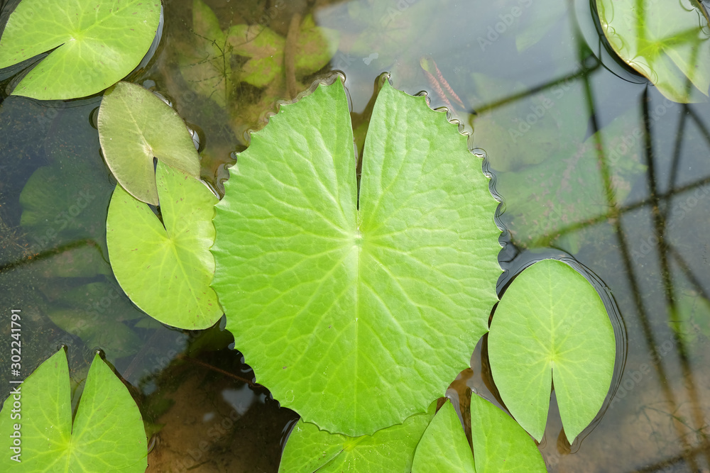 micro shot and Close up of lotus leaves in the pond. micro shot and Close up of lotus leaves in the pond.