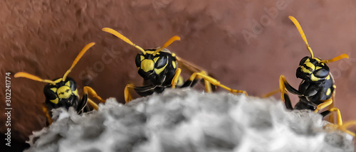 three wasps sit on top of a wasp nest