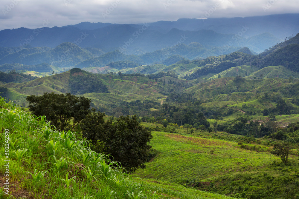 Fototapeta premium Green hills