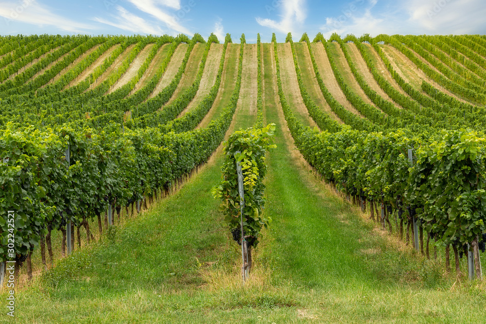 Obraz premium Beautiful rows of grapes in autumn time