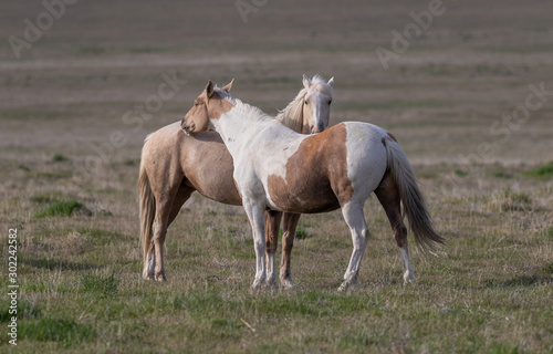 Beautiful Wild Horses in Springtime in the Utah Desert