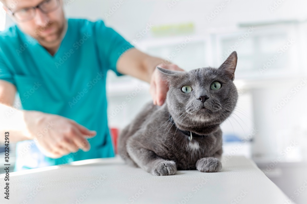 Photo of russian blue cat being examined in Veterinary clinic Photo of russian blue cat being examined in Veterinary clinic