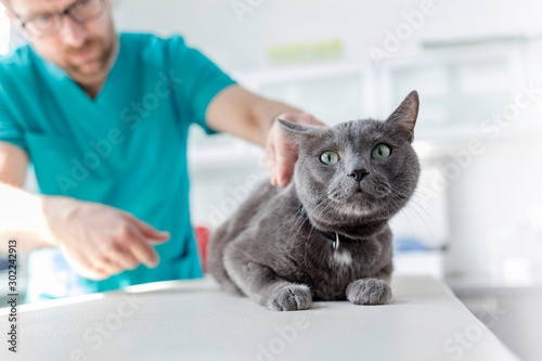 Photo of russian blue cat being examined in Veterinary clinic
