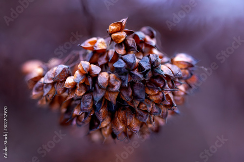 Dry pods hanging in drooping of Physocarpus opulifolius diabolo on a late autumn day; blured purple background; close up