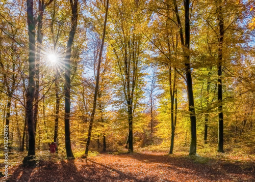 Bosco di faggi in autunno