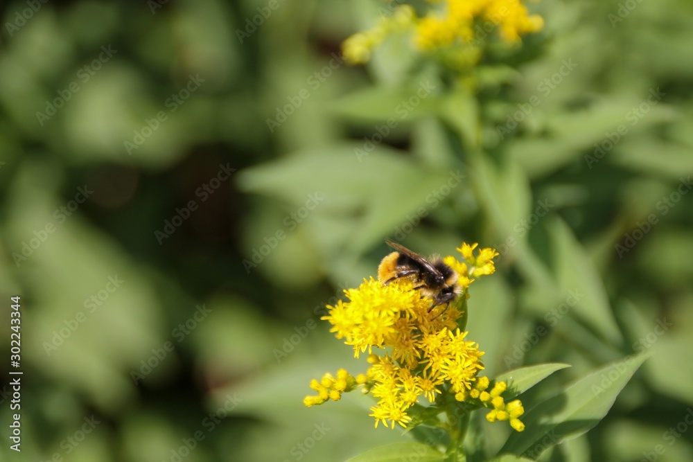 bee on yellow flower