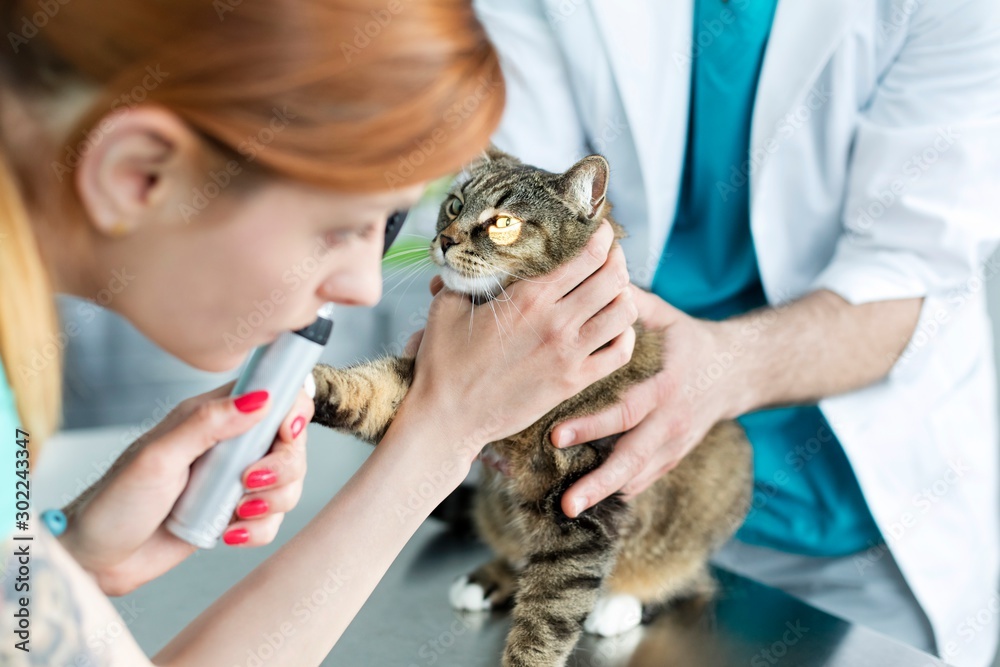 Photo of vet checking or examining eyes of cat in clinic Photo of vet checking or examining eyes of cat in clinic