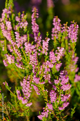 blooming heather in a peat bog