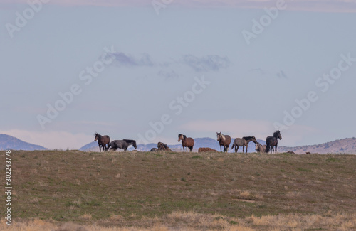 Fototapeta Naklejka Na Ścianę i Meble -  Beautiful Wild Horses in Springtime in the Utah Desert