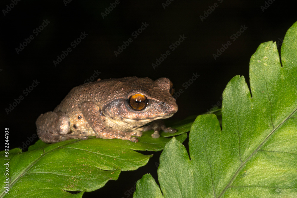 Obraz premium Raorchestes Dubois bush frog on leaf seen at Munnar,Kerala,India