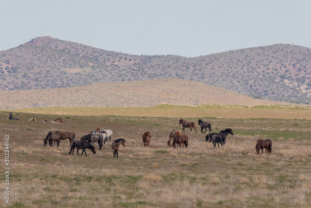 Beautiful Wild Horses in Springtime in the Utah Desert Beautiful Wild Horses in Springtime in the Utah Desert