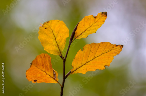 golden colored autumn leaves in nature