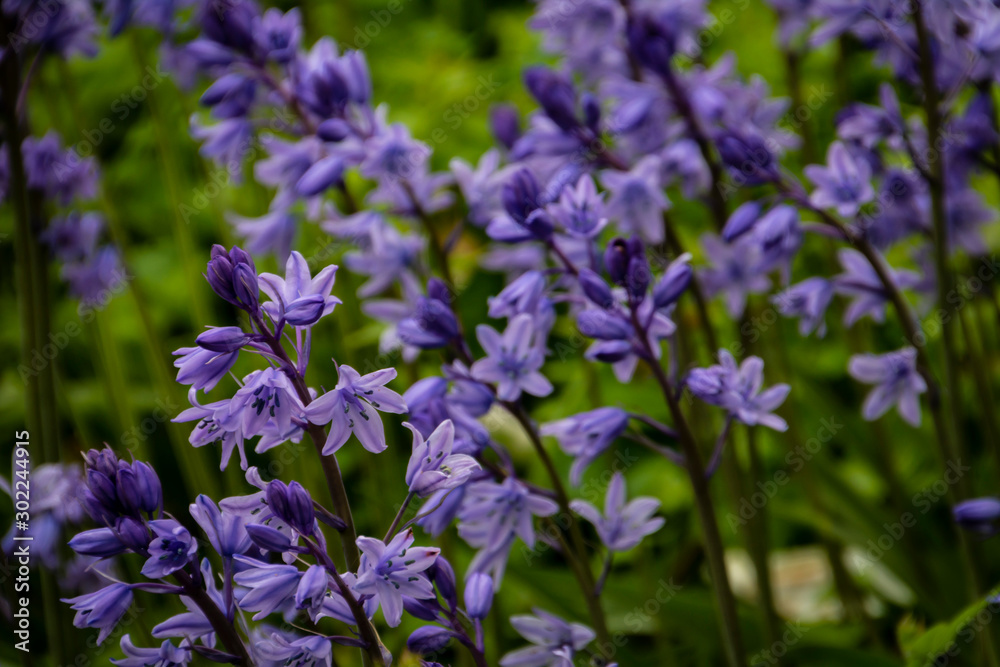Obraz premium Flowers
