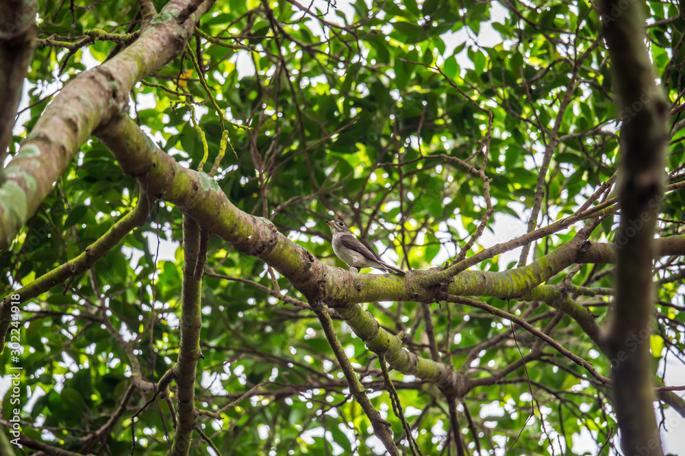 Fototapeta premium Asian Brown Flycatcher (Formal Name: Muscicapa latirostris)