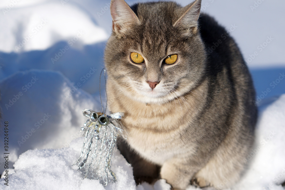 Magic grey  Scottish cat with silver  christmas bell on snow background.