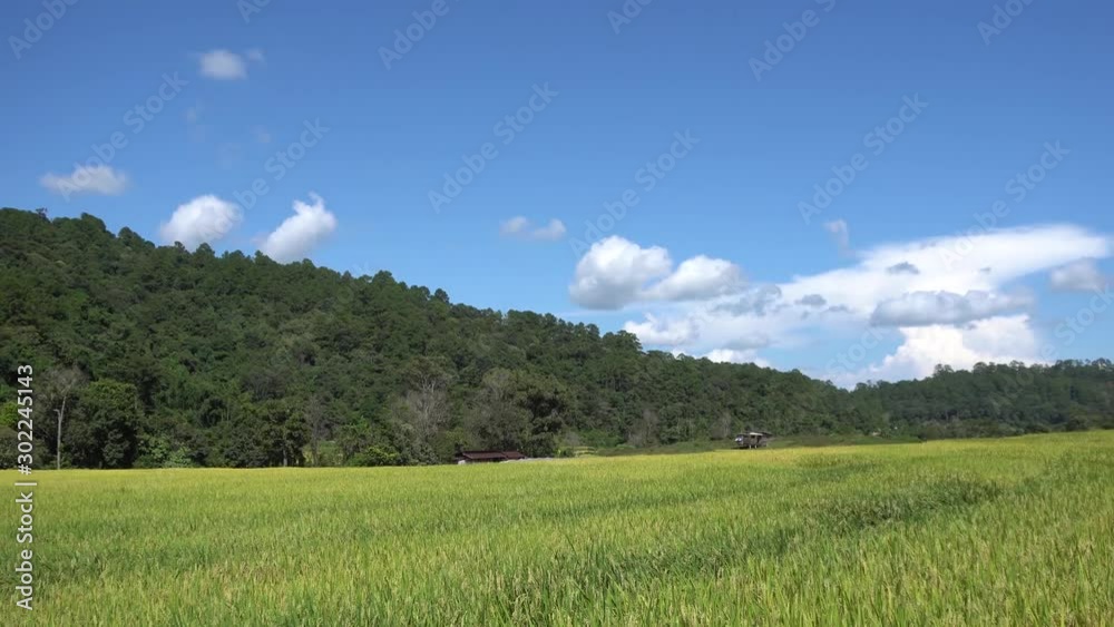 Beautiful meadow yellow terraced rice field landscape with blue sky Beautiful meadow yellow terraced rice field landscape with blue sky