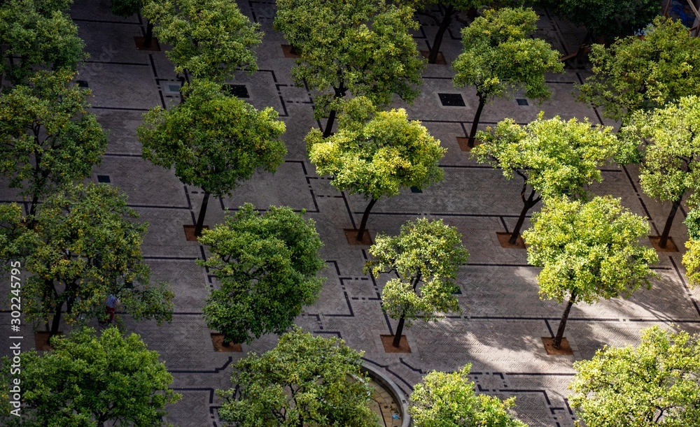 Ordered trees in a square from above
