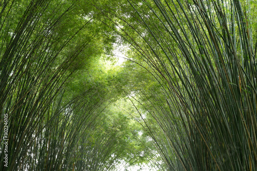 Fototapeta Naklejka Na Ścianę i Meble -  Tunnel bamboo tree