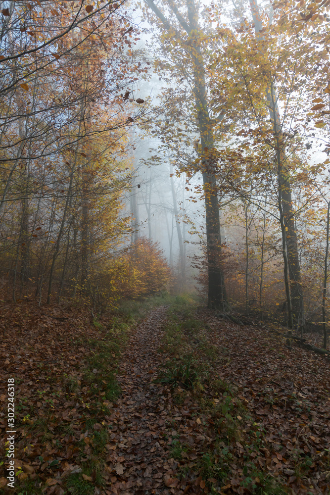 Fototapeta premium Nebel Herbstwald 