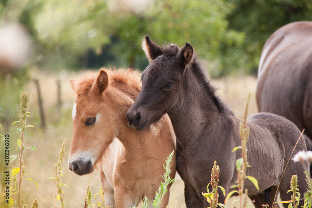 Obraz premium Fohlenweide