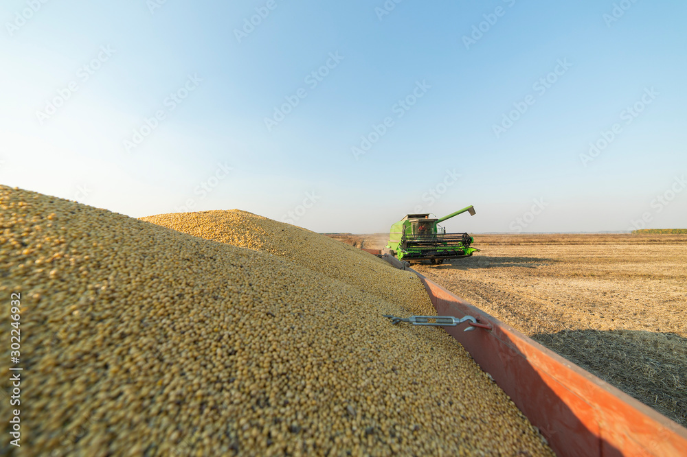 Fototapeta premium Harvesting of soybean
