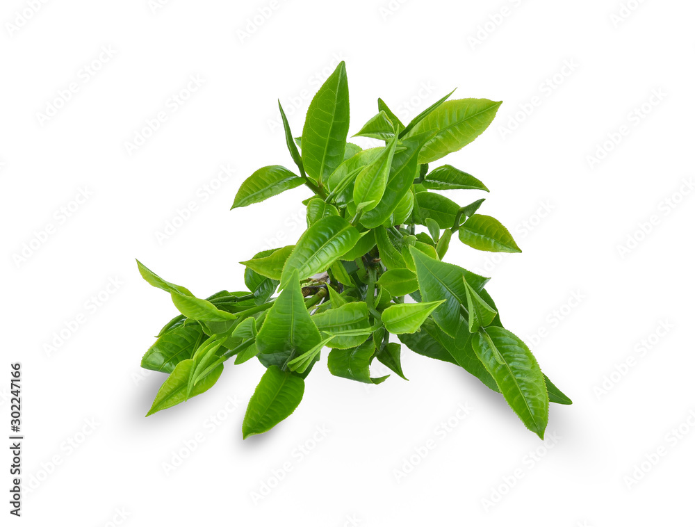 Green tea leaf isolated on white background. Green tea leaf isolated on white background.