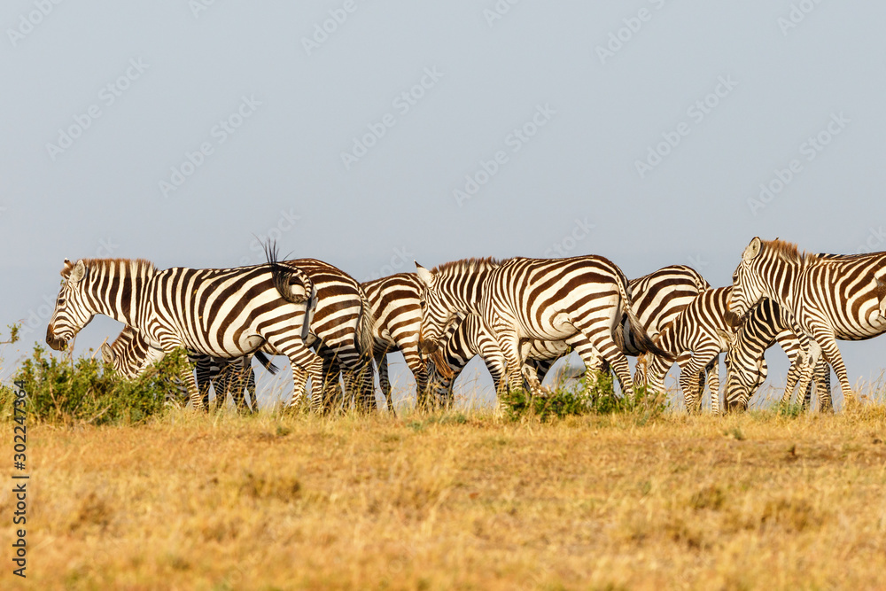 Flock of zebras on the African savannah Flock of zebras on the African savannah