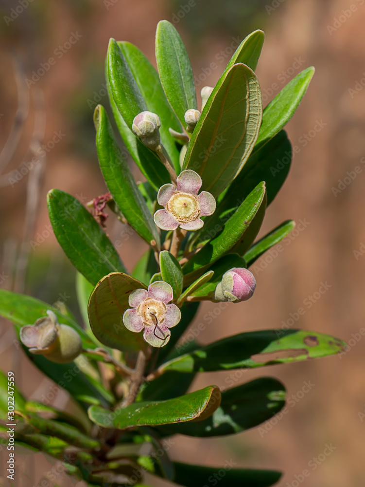 Obraz premium Close up of Downy myrtle flower.