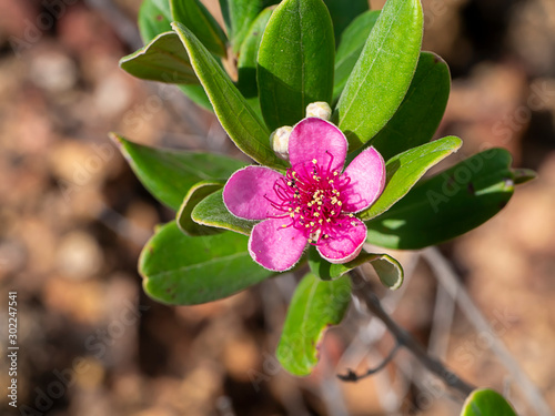 Close up of Downy myrtle flower. photo