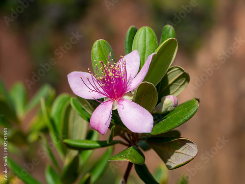 Close up of Downy myrtle flower.