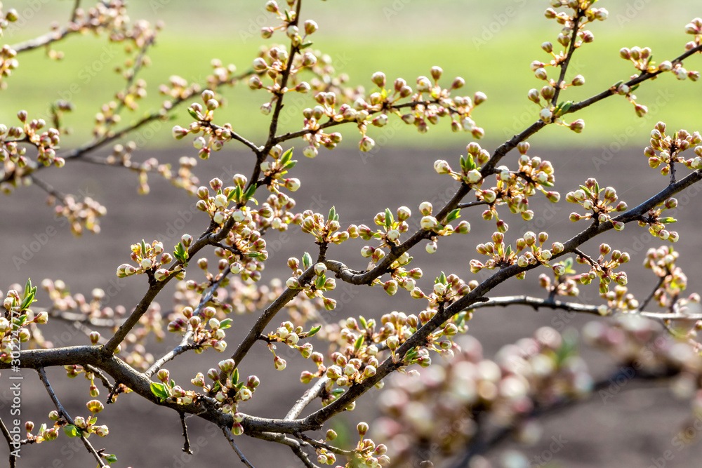Sprawling cherry branch with buds on blurred background_ Sprawling cherry branch with buds on blurred background_