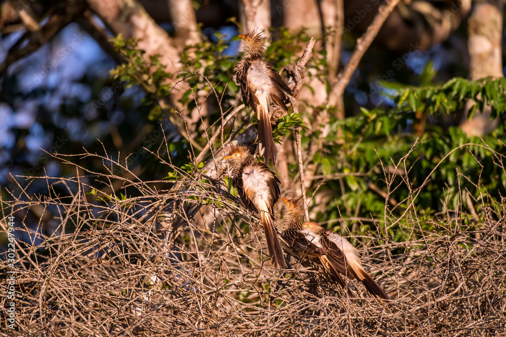 Guira Cuckoo photographed in Linhares, Espirito Santo. Southeast of Brazil. Atlantic Forest Biome. Picture made in 2013. Guira Cuckoo photographed in Linhares, Espirito Santo. Southeast of Brazil. Atlantic Forest Biome. Picture made in 2013.