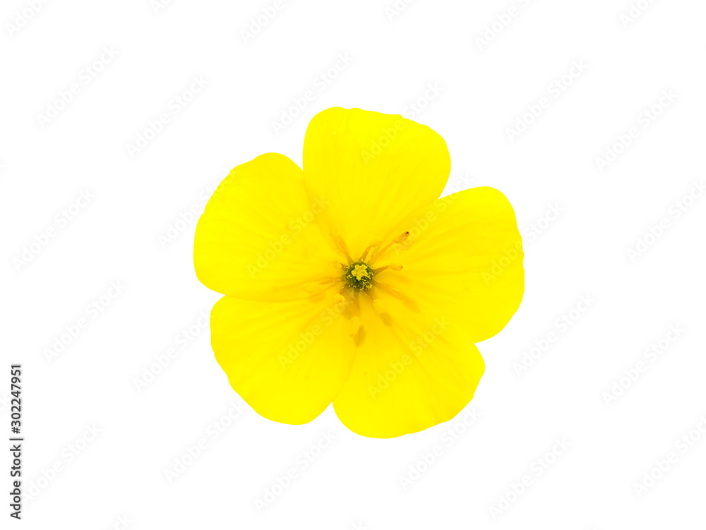 The yellow flower of devil's thorn.