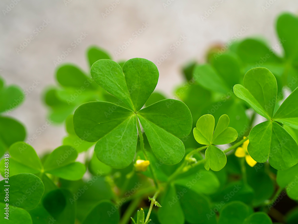 Close up Creeping lady's sorrel plant (Oxalis corniculata). Close up Creeping lady's sorrel plant (Oxalis corniculata).
