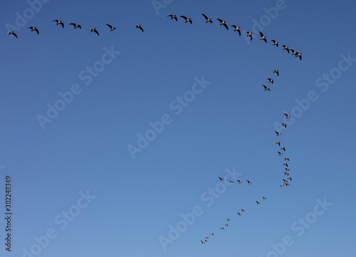 Migrating Geese at The Suffolk Coast