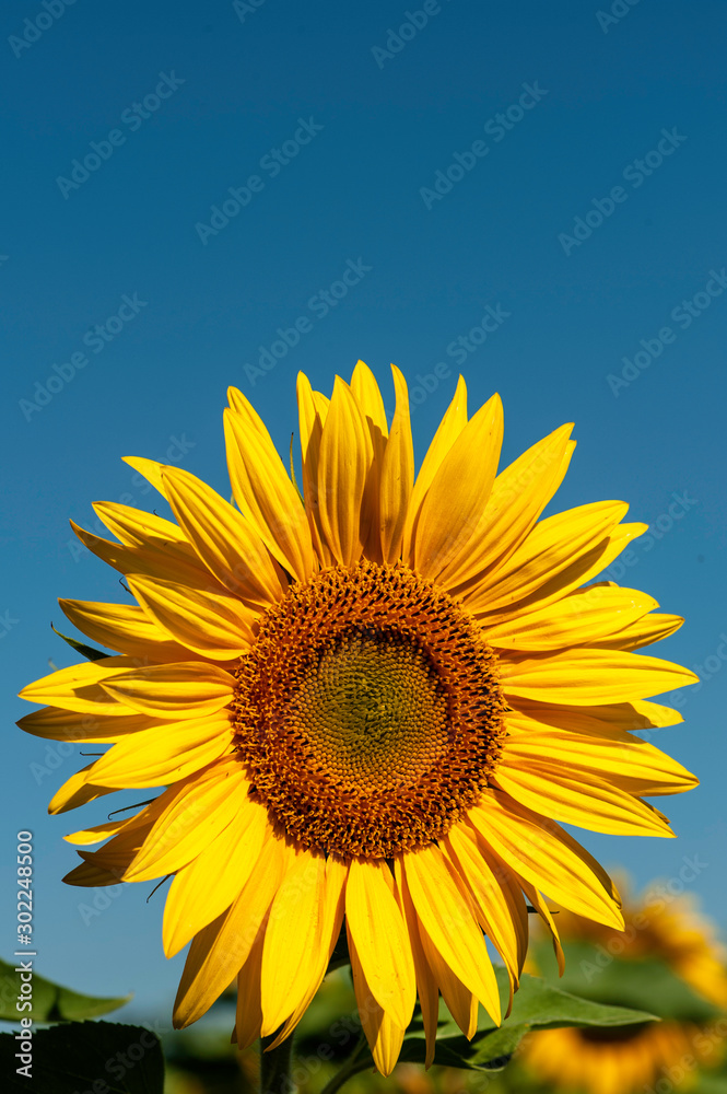 A Sunflower up close on its own against blue sky bright and clear A Sunflower up close on its own against blue sky bright and clear