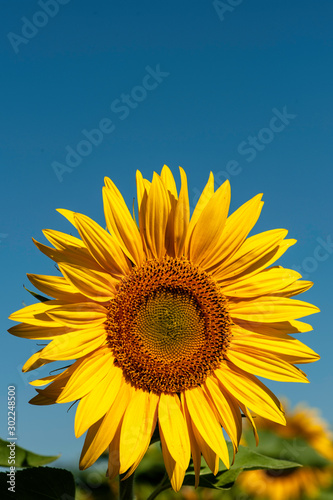 A Sunflower up close on its own against blue sky bright and clear