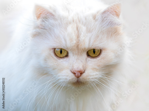 White fluffy cat with a straight look at the camera. Closeup portrait of a cat_