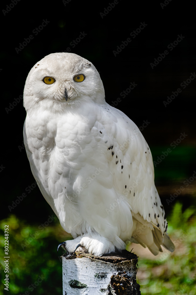 Fototapeta premium male snowy owl (Bubo scandiacus) sitting on a wooden log and looking at you, with sunlight and dark background