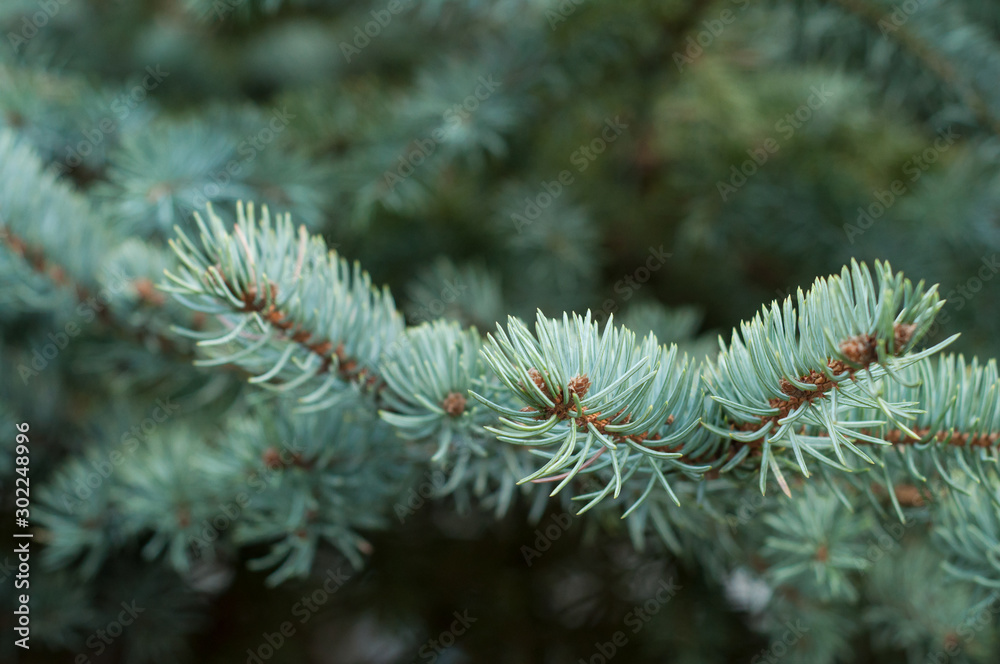 closeup of fir branch in a public garden closeup of fir branch in a public garden
