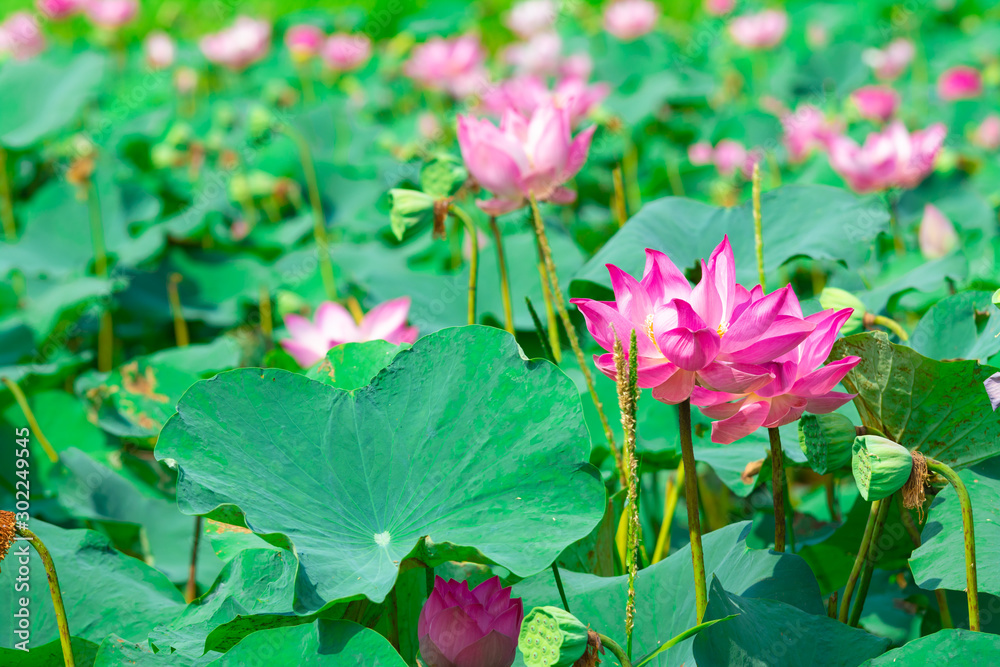 Beautiful pink lotus flower in nature background Beautiful pink lotus flower in nature background