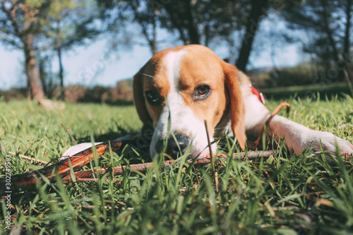 Beagle breed dog rests quietly on the grass of the field