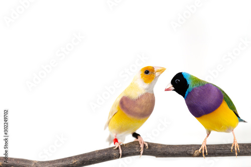 Gouldian finch Bird