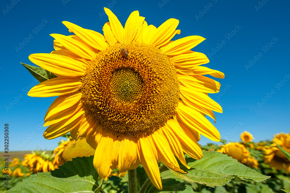 A sunflower with bee up very close bright blue sky sharp and clear A sunflower with bee up very close bright blue sky sharp and clear
