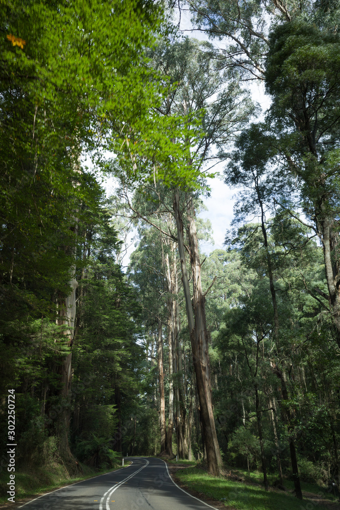 Fototapeta premium Scenic road through forest