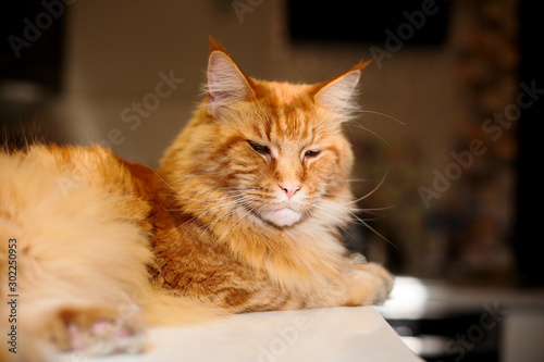 Close-up Portrait of Adorable Ginger Maine Coon Cat Curious Looking in Camera © Ilya
