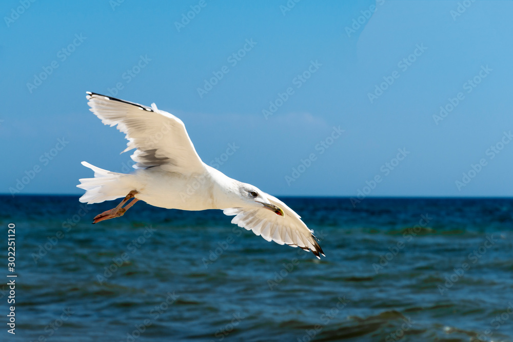 Fototapeta premium Close- upseagull flying on a sea background