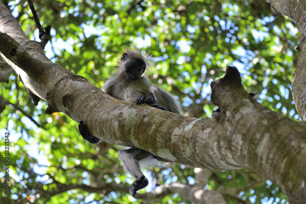 Fototapeta premium Zanzibar red colobus in Jozani forest. Tanzania, Africa