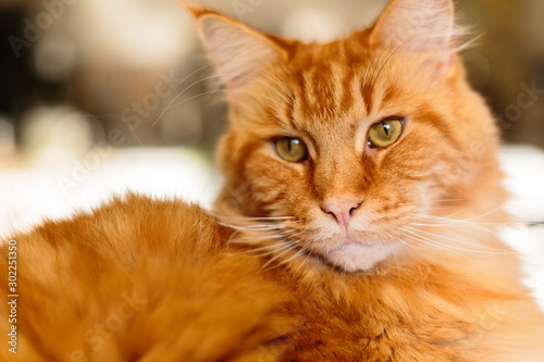 Close-up Portrait of Adorable Ginger Maine Coon Cat Curious Looking in Camera © Ilya